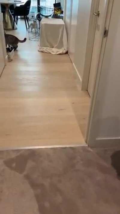 Kitties Are Not Fans of Halloween Mask