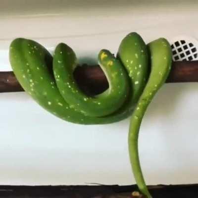 This is how snake sleep