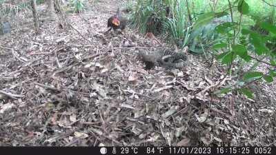 A Brush Turkey defending its nest from a Goanna. Qld, Australia.
