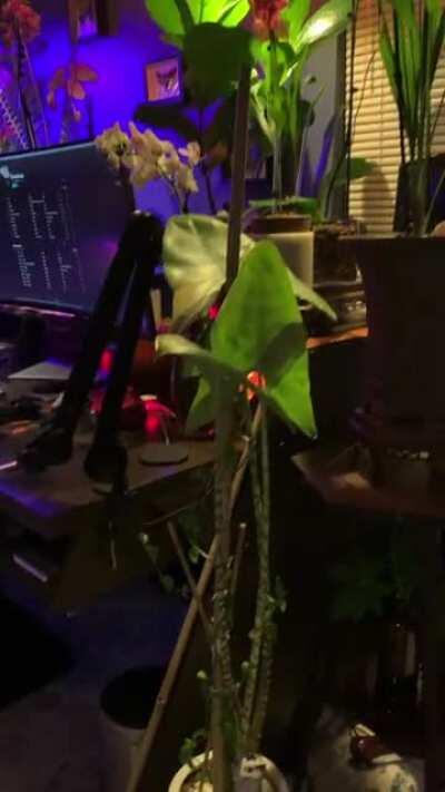 Colorful nighttime walkthrough