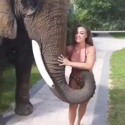 Hungry elephant