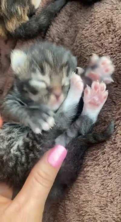 A week old, seeing the world for the first time and loving scritches.