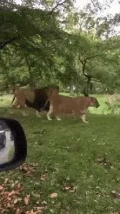 Oh look, Lions