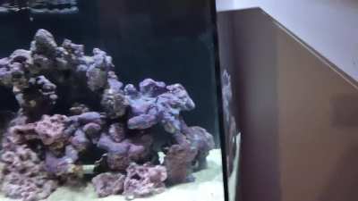 First reef tank