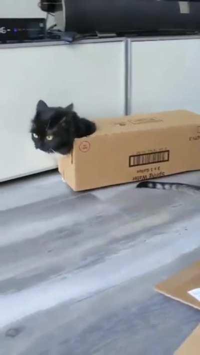 Armored Purr Carrier