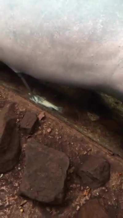 Necrophiliac Dolphin - Losing the BossFight isn't the end of your worries