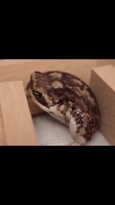 🔥 How different animals yawn 