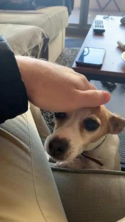 Hey! Pet me! Hey! Pet me again!