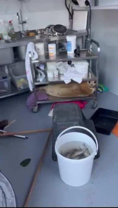 to hide from the vet