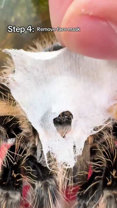 Ever seen spider spa day?