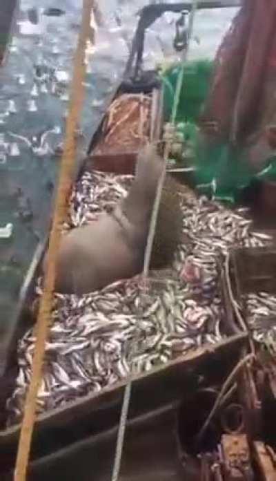 How not to unseal a fishing net