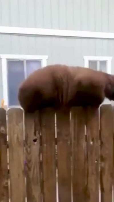 Squirrel fattening up as winter approaches