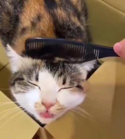 Brushy Brushy