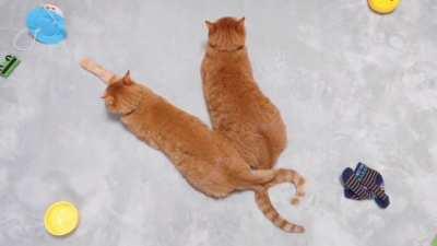 Witness a miracle happen before your very eyes