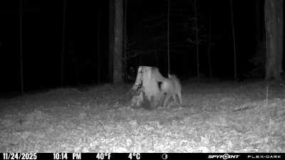 Coyote chasing a mouse... 😂