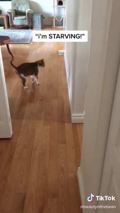 2 types of cats in the morning