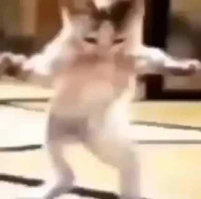 Aiaiai tartaruga do papai