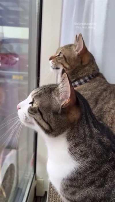 Duet at the window