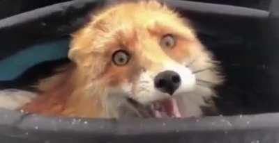 🔥 A wild fox discovered in a fisherman’s bag after eating all the fish 🔥