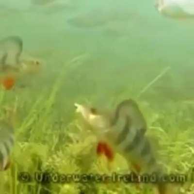 underwaterireland.com