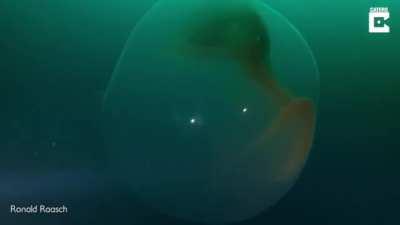 Giant squid egg