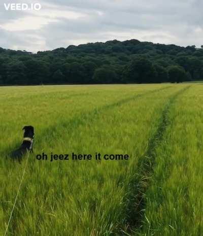 Attack of the land dolphins