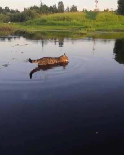 Fearless Cat checking out a marsh