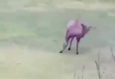 His ball handling needs some work, but his victory dance is on point