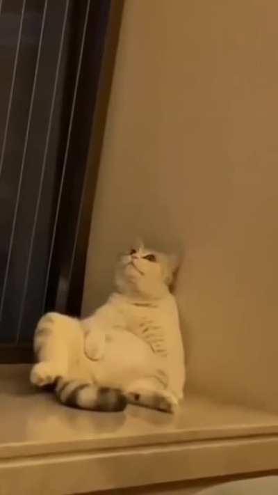 Chonkfucious