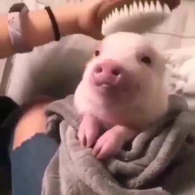 has sido tiernamente trolleado 😗