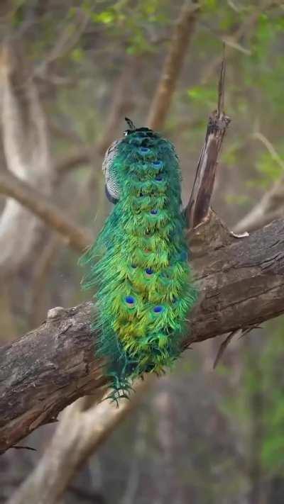 Beauty of peacock 😇I can see this video all day🙂.. What about you..?