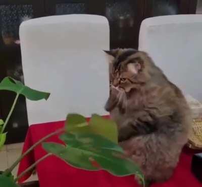 Float like a Butterfly, Sting like a Bee!