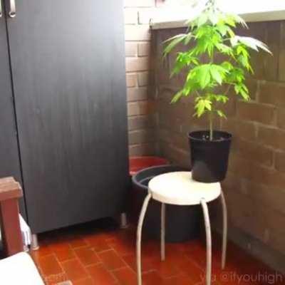 Cannabis, from seed to harvest