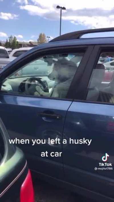 Husky knows exactly what it's doing
