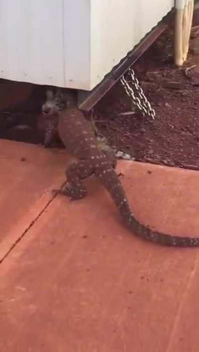 Perentie kills a cat