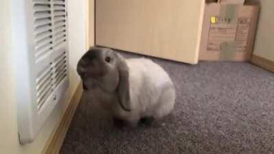 Loofa likes the heater