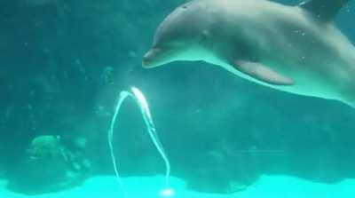 🔥 Dolphins use blowing holes to open a ring air, bite, it and destroy the!