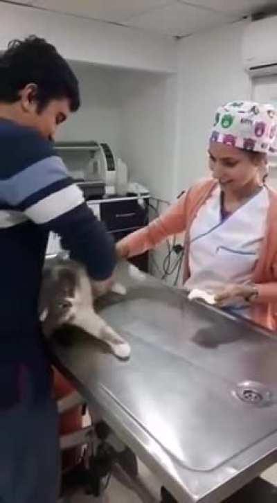 Toroman just wants pets!