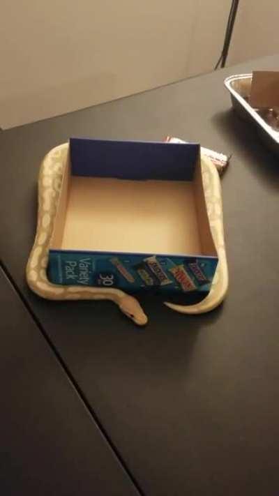 When a snake attempts to move around a non-stationary object.