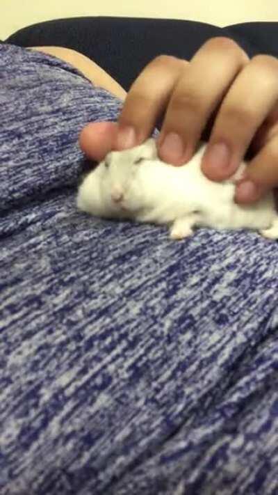 Morning snuggles with a sleepy Chubb