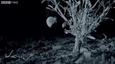 🔥 Spider hauls a shell into a tree for shelter 🔥