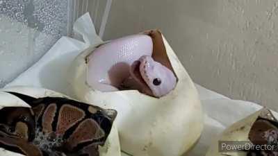 Snake yawning while still in the egg
