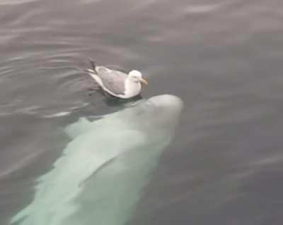 Белуга забавляется с чайкой