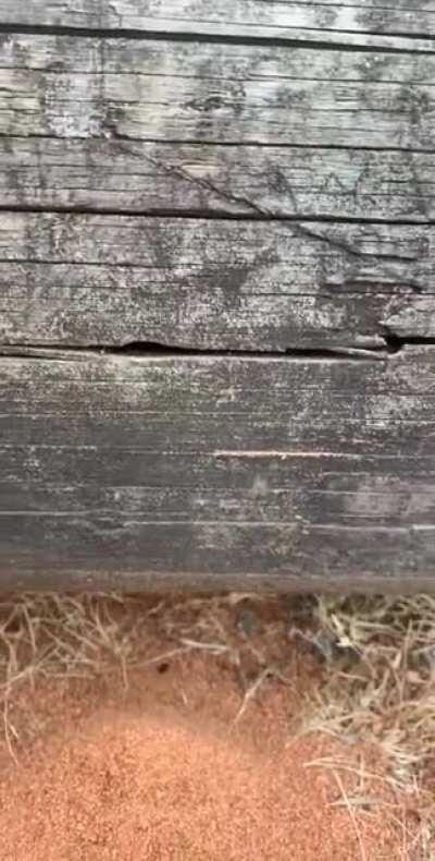 Мураши выгрызая поваленное древо создают себе кров