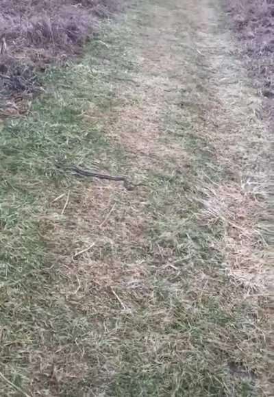 I can't walk past this snake