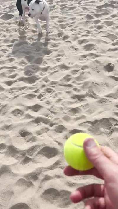 To play “fetch”.