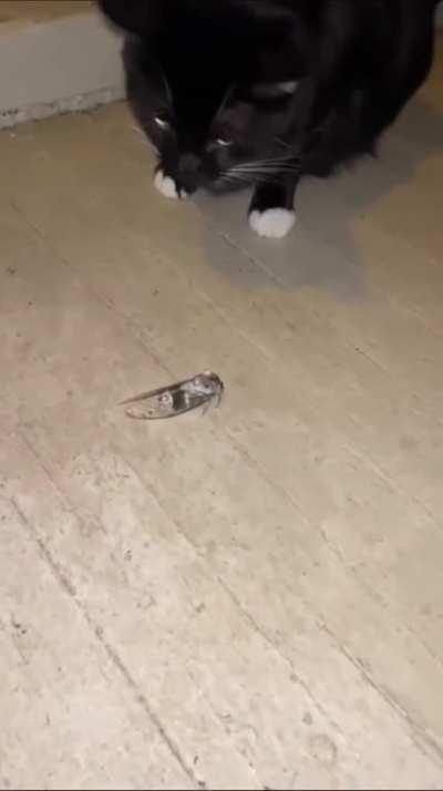 I'll try to touch him gently