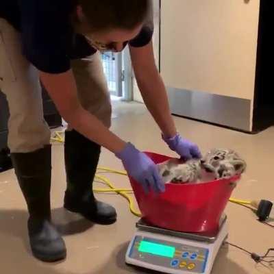 Weighing a baby leopard.