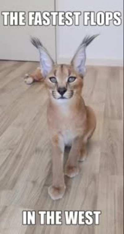 The good, the bad and the floppa