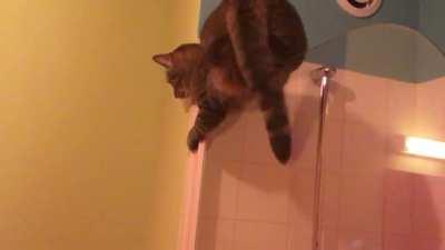 Cat vs shower screen